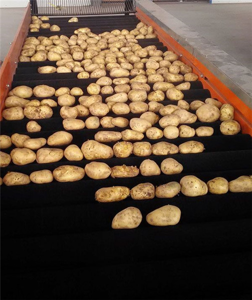 自動果蔬清洗機